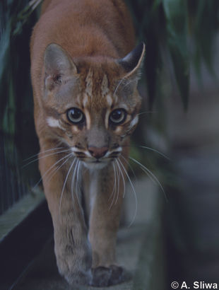 Kucing emas Sumatera
