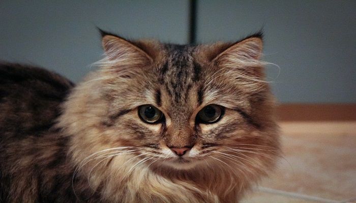 Perbedaan Kucing Anggora dan Persia