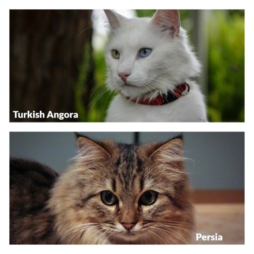 Perbedaan Kucing Anggora dan Persia