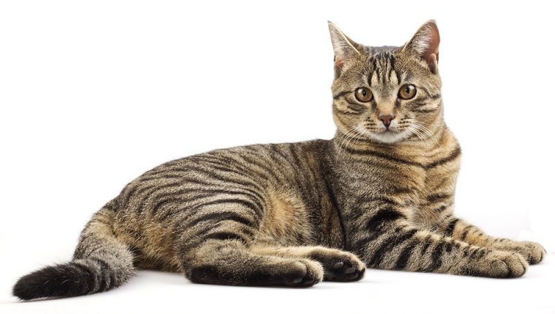 Kucing Tabby