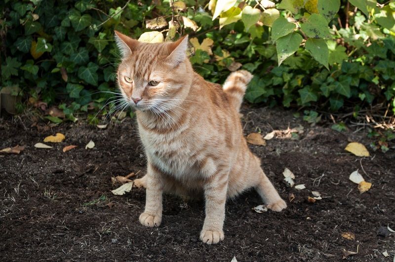 Cara Agar Kucing Tidak Buang Kotoran Sembarangan