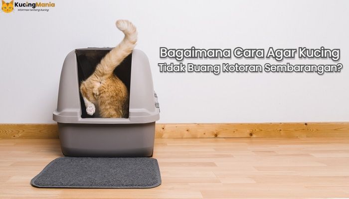 5 Cara Agar Kucing Tidak Buang Kotoran Sembarangan Cara Agar Kucing Tidak Buang Kotoran Sembarangan