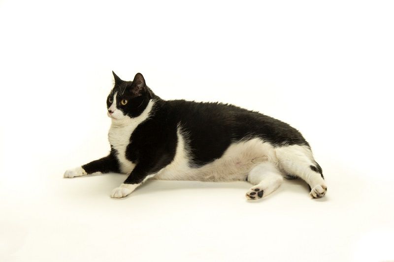 kucing obesitas