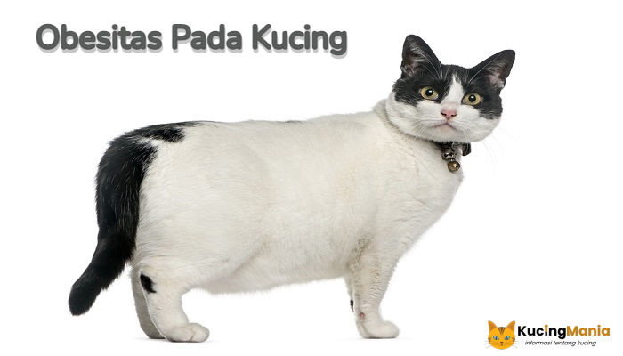 Kucing Obesitas