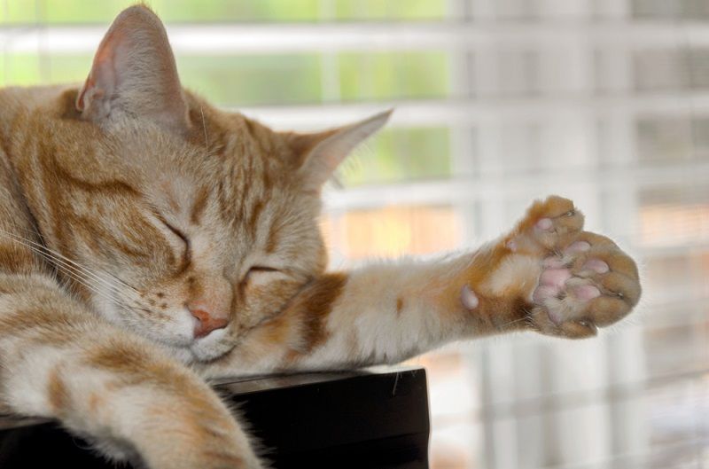 Kucing Polidaktil