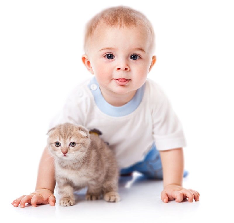 Perbandingan Umur Kucing dan Manusia