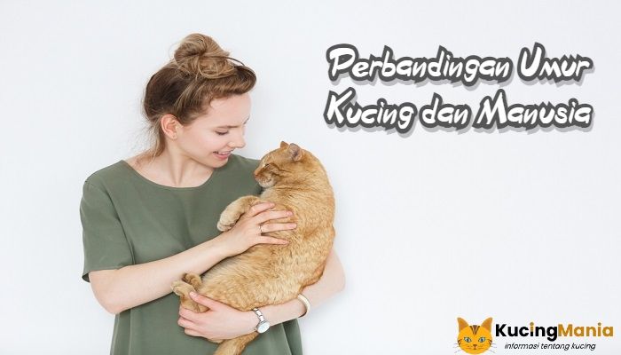 Perbandingan Umur Kucing dan Manusia