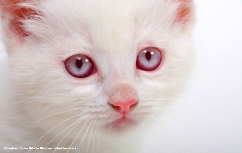Kucing Albino