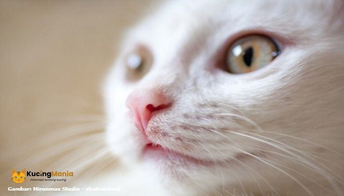 Kucing Albino Bukan Sekedar Kucing Berwarna Putih, Apa Bedanya? Kucing Albino