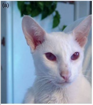 Kucing Albino