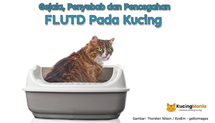 FLUTD Pada Kucing