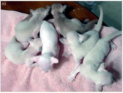 Kucing Albino