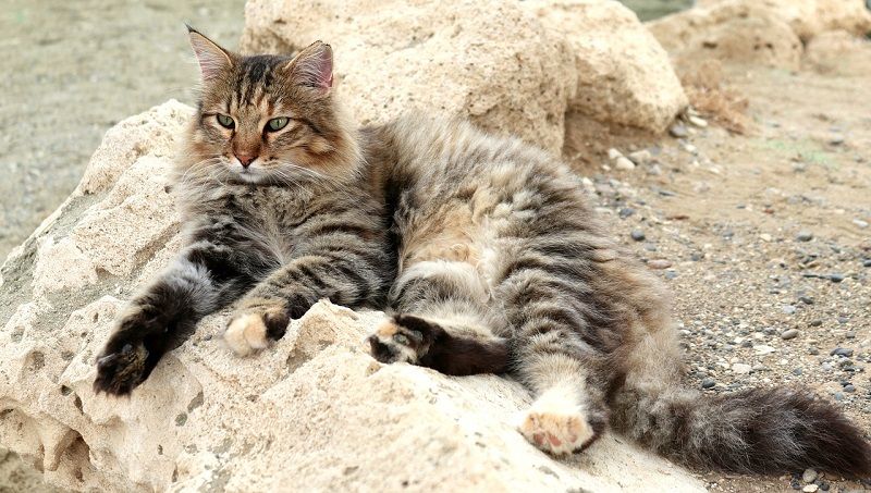 Kucing Moggy