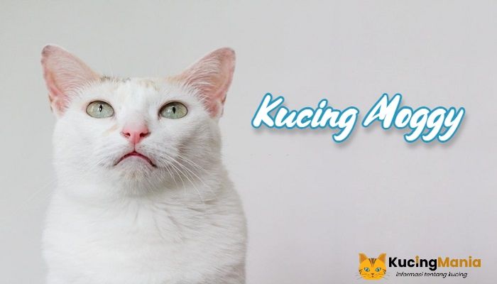Kucing Moggy, Jenis Kucing Apakah Ini? Kucing Moggy