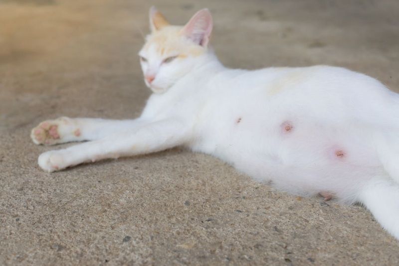Ciri-ciri Kucing Hamil dan Perawatannya » KucingMania