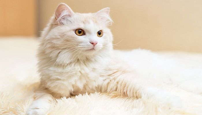 Kucing Anggora: Si Cantik dan Menawan » KucingMania