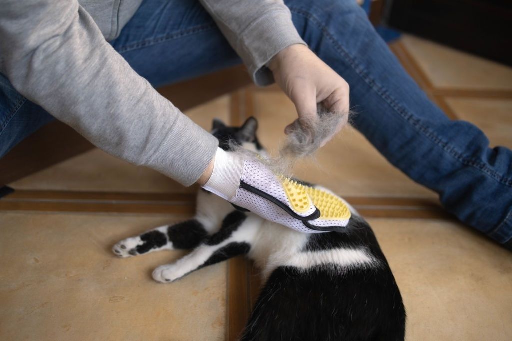 Penyebab Bulu Kucing Rontok