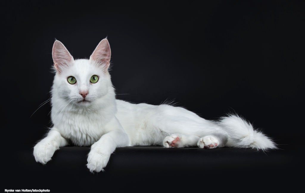 Merawat Kucing Anggora