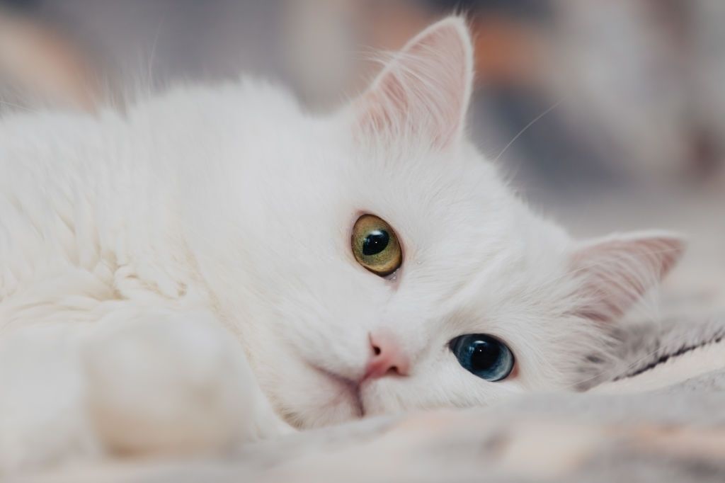 Penyakit Kucing Anggora