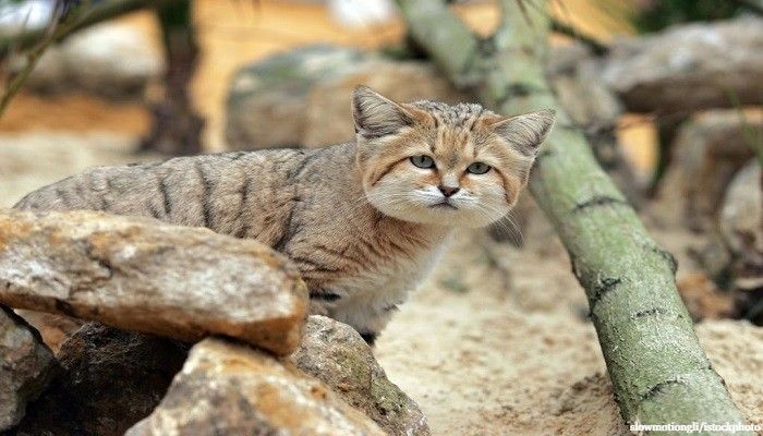 Kucing Pasir