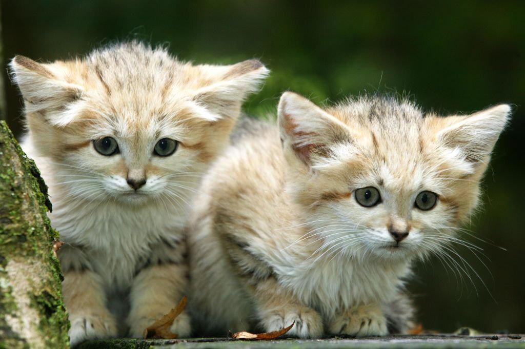 Kucing Pasir Afrika