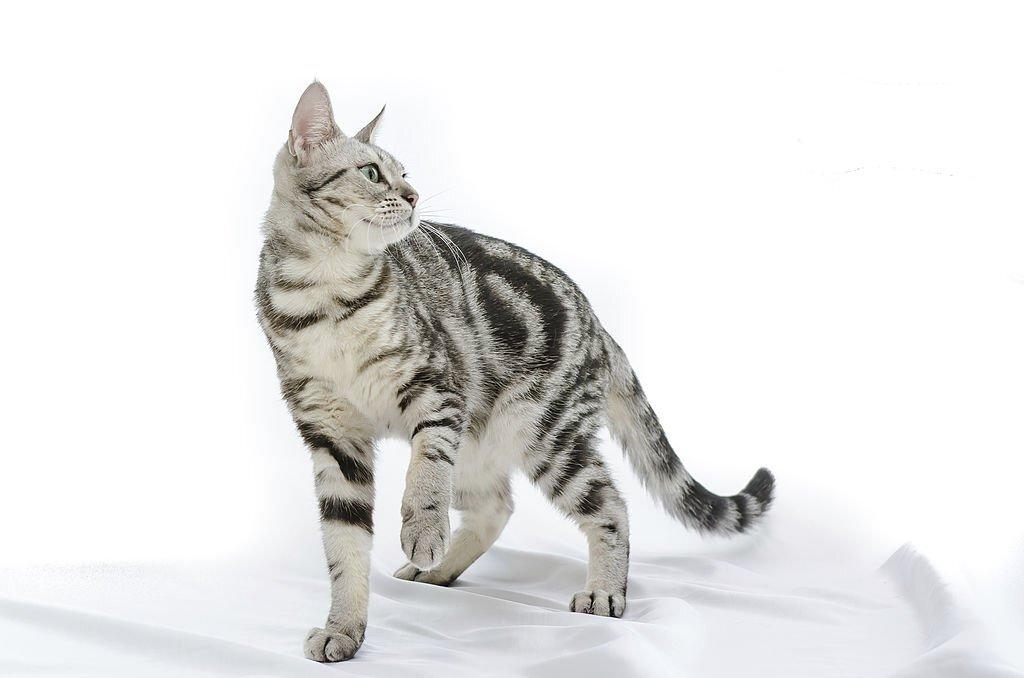 Kucing Rambut Pendek