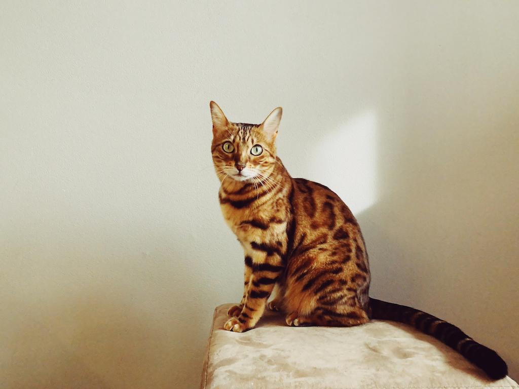Kucing Rambut Pendek