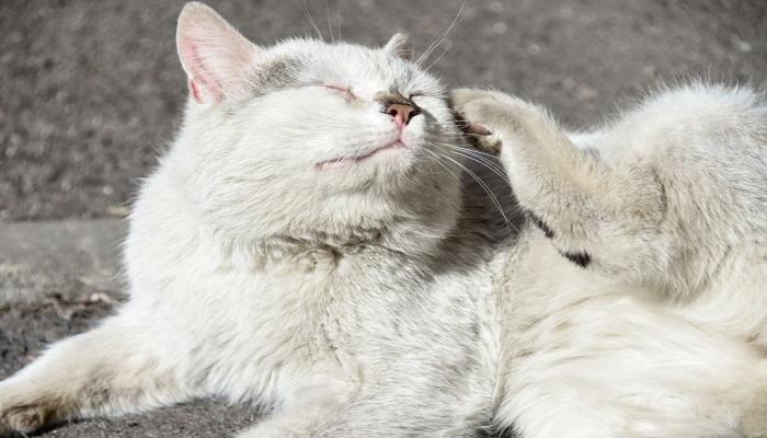 Cara Menghilangkan Kutu Kucing