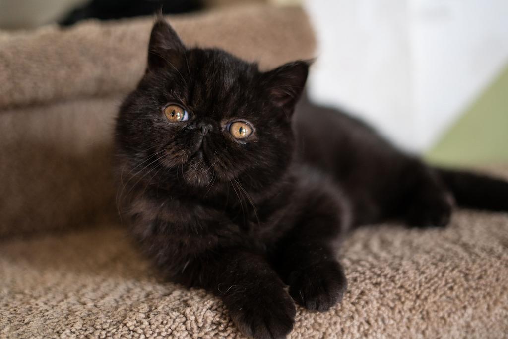 Kucing Rambut Pendek