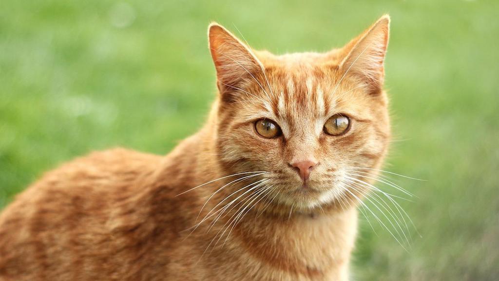Kucing Oren: Benarkah Mereka Barbar? » KucingMania