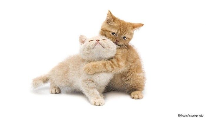 Kucing Rambut Pendek