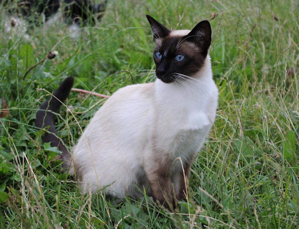 Kucing Rambut Pendek