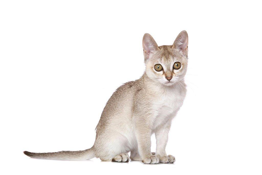 Kucing Rambut Pendek