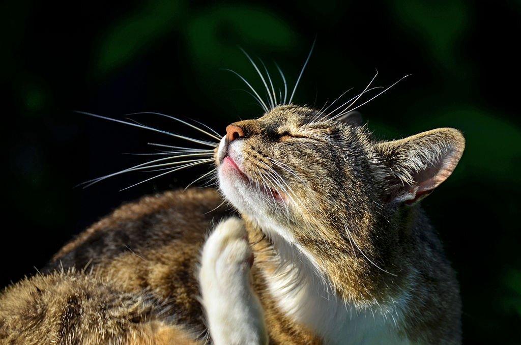 Cara Menghilangkan Kutu Kucing