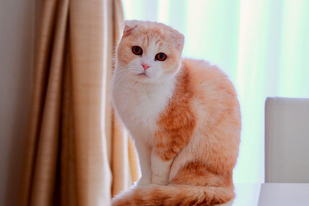 Kucing Rambut Pendek