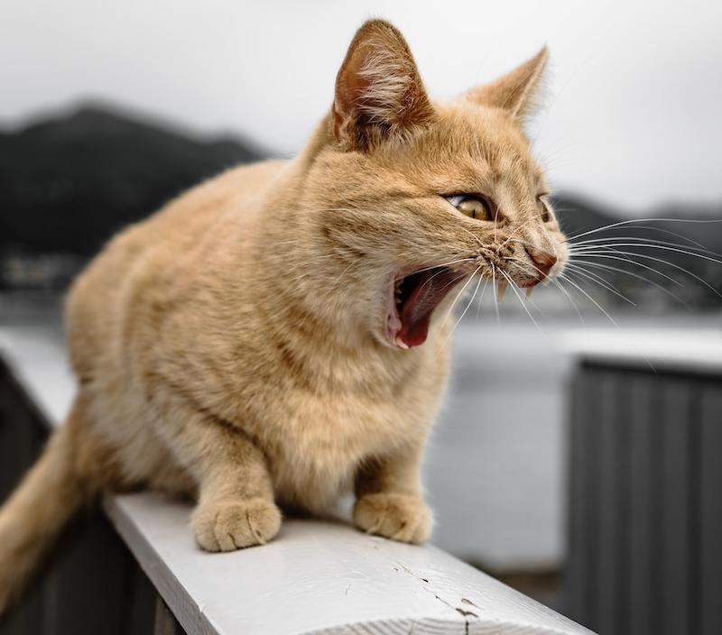Kucing Oren Barbar