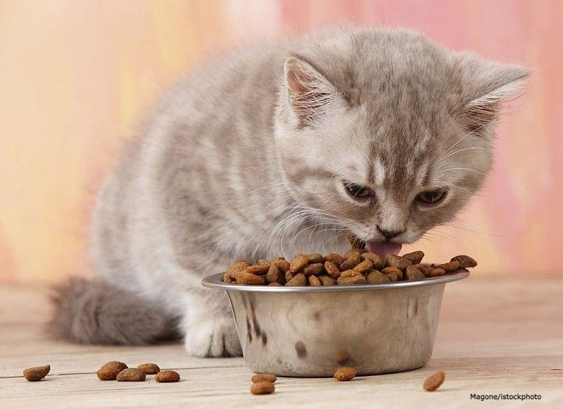 Kucing Pup Berdarah