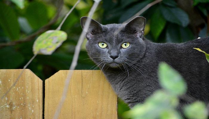 Kucing Malta