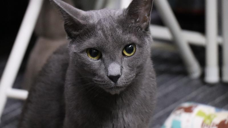 Kucing Malta