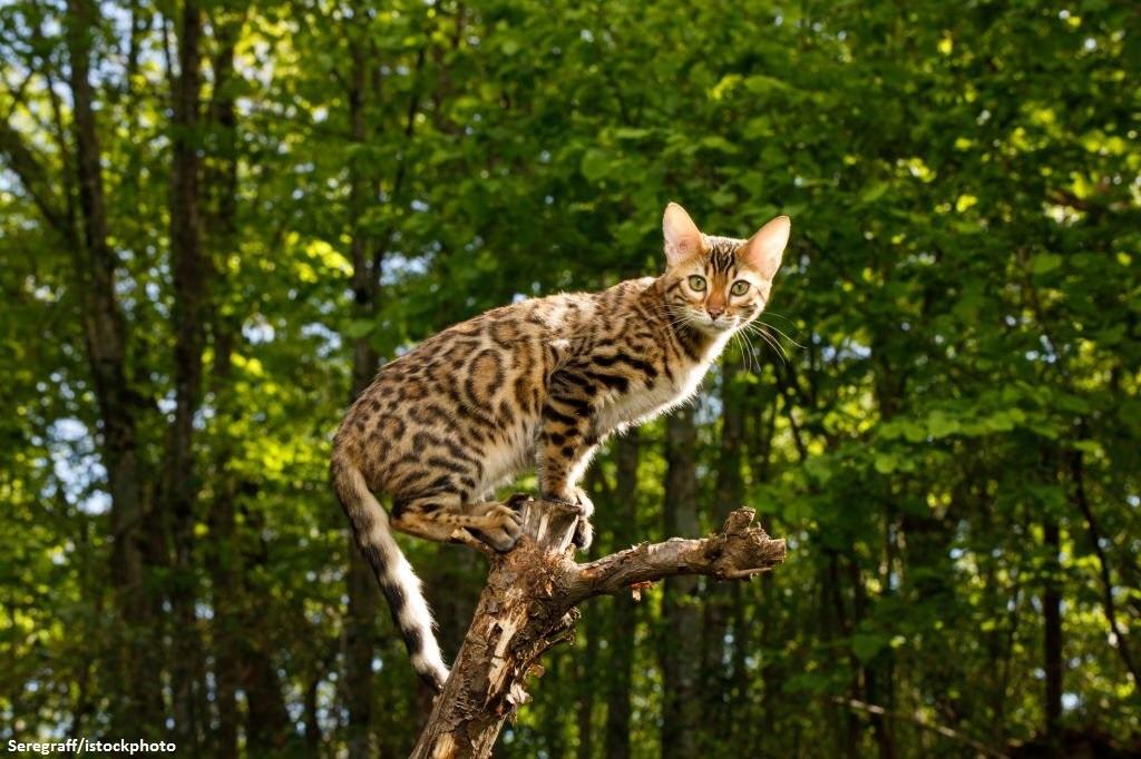 Kucing Hybrid