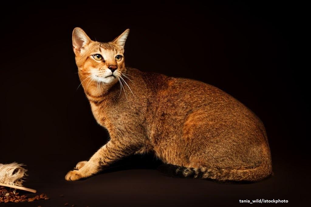 Kucing Hybrid