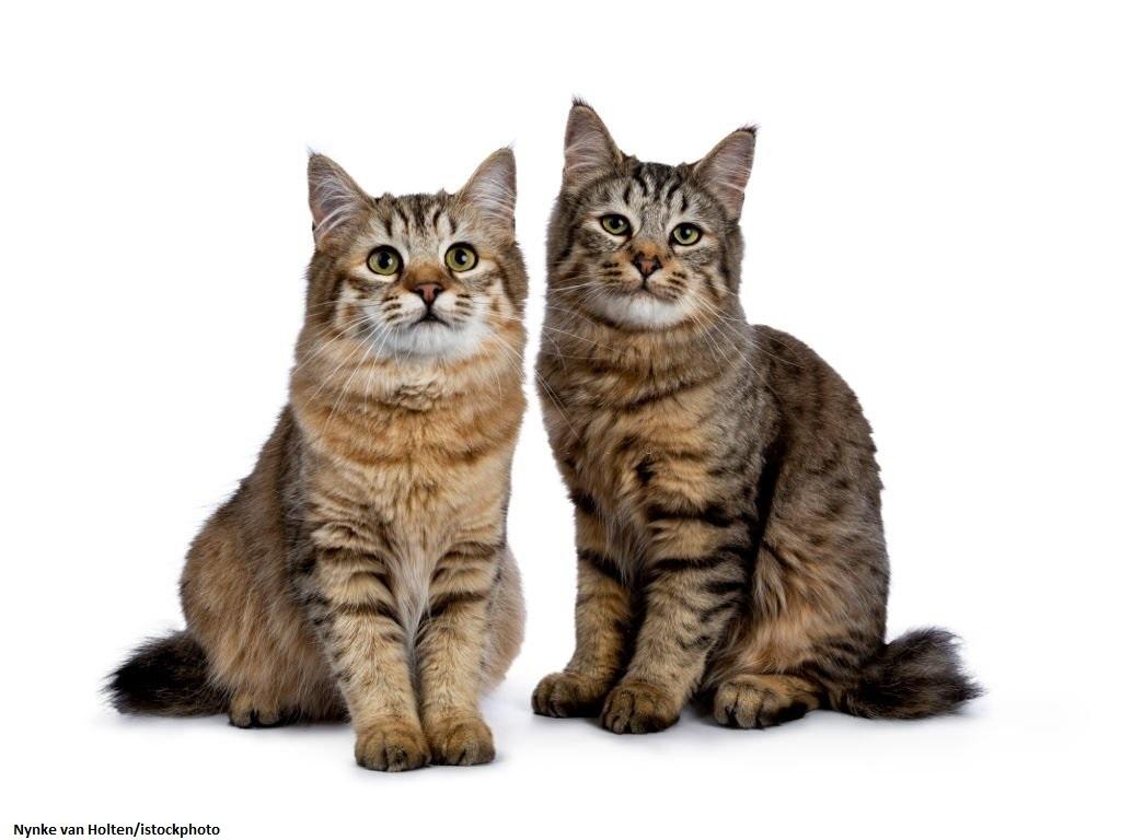 Kucing Hybrid