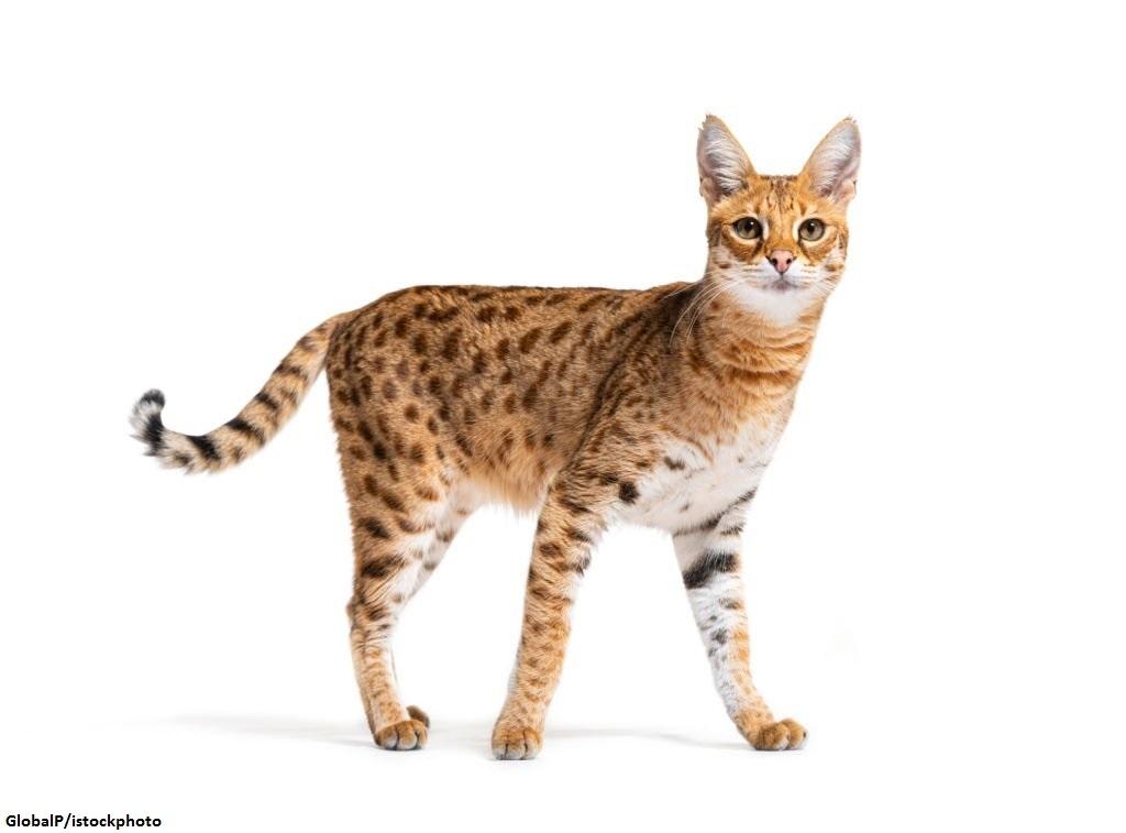 Kucing Hybrid