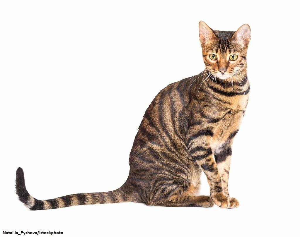 Kucing Hybrid