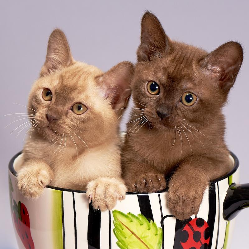 7 Ras Kucing Warna Coklat yang Menawan » KucingMania