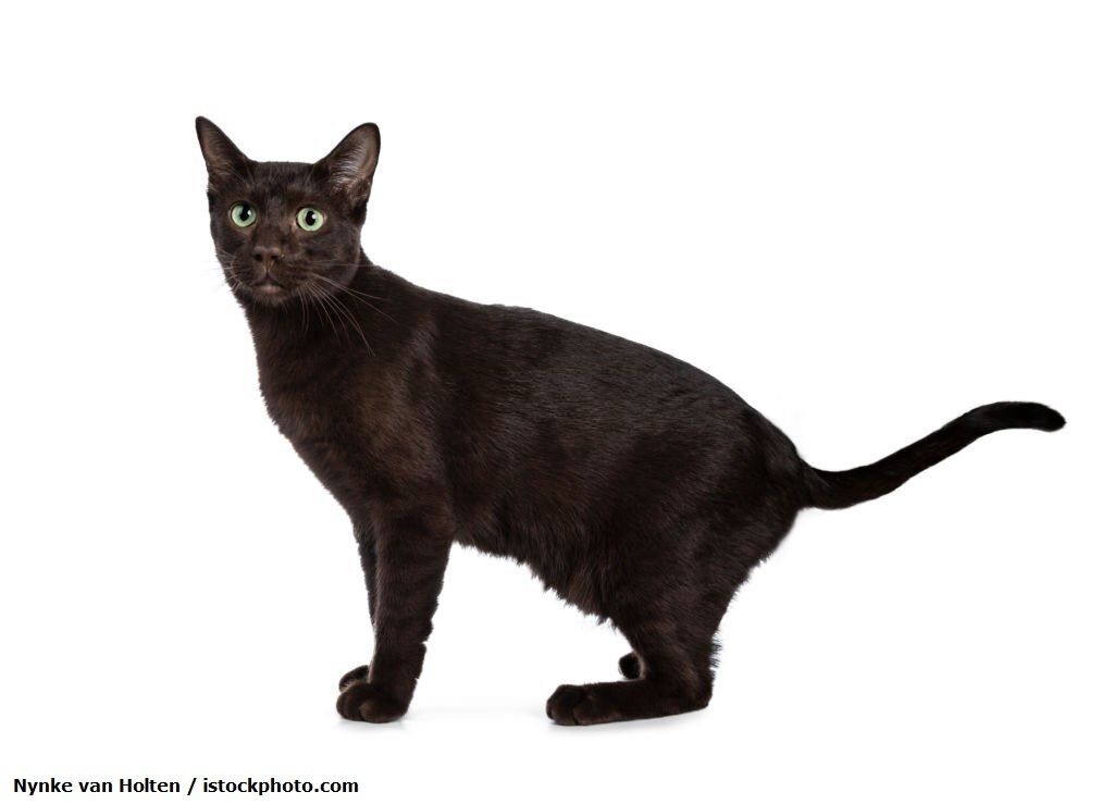 Kucing Warna Coklat Havana Brown