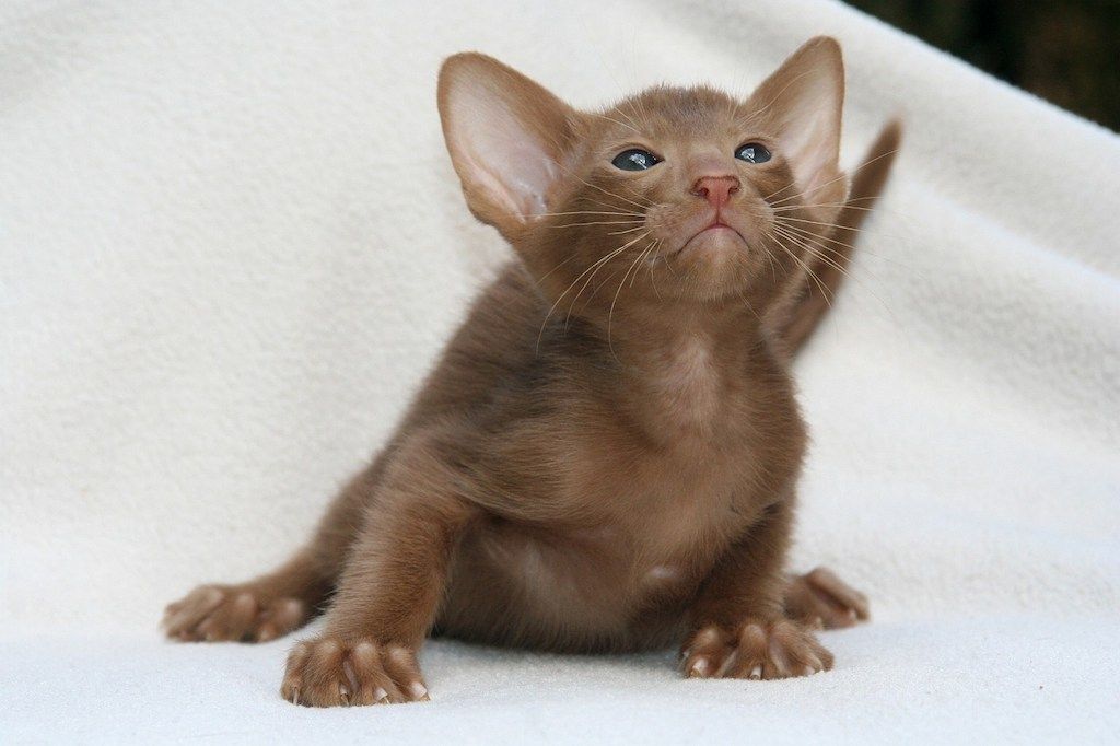 7 Ras Kucing Warna Coklat yang Menawan » KucingMania