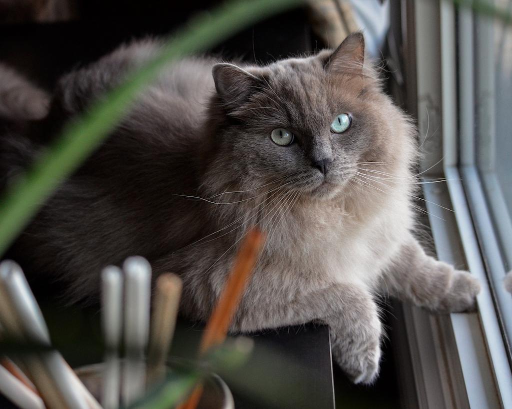 7 Ras Kucing Warna Coklat yang Menawan » KucingMania