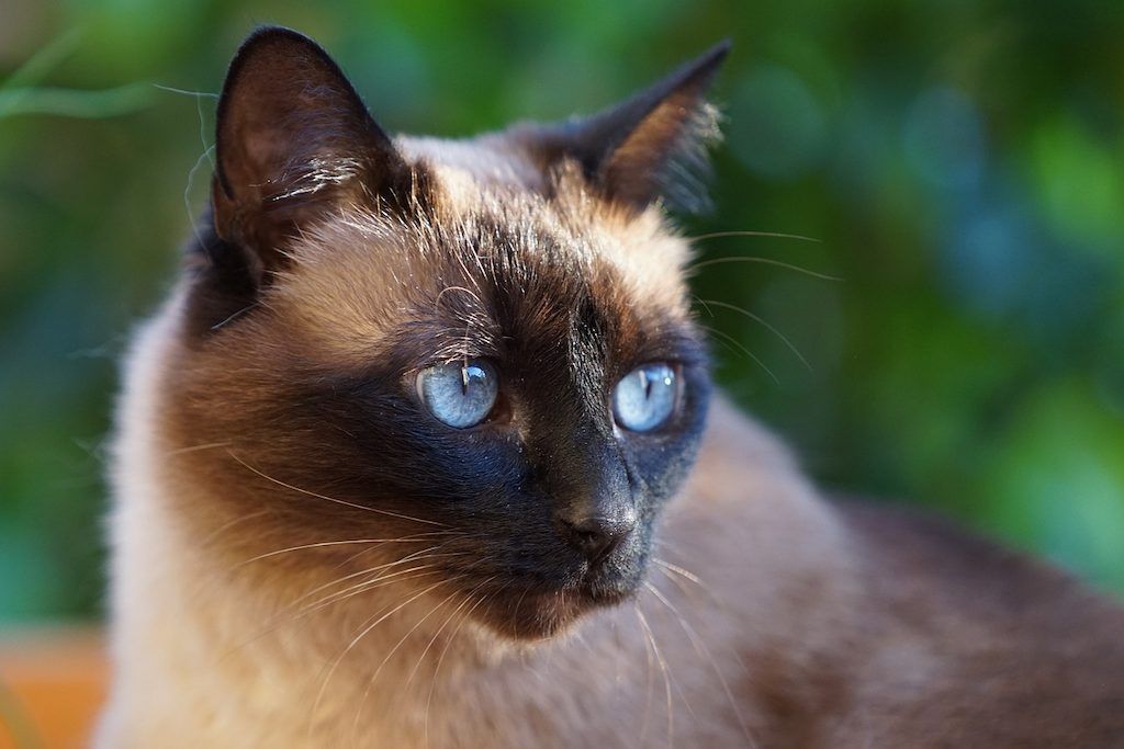 Kucing Warna Coklat Siam