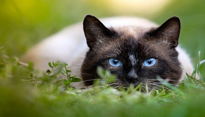 7 Ras Kucing Warna Coklat yang Menawan » KucingMania